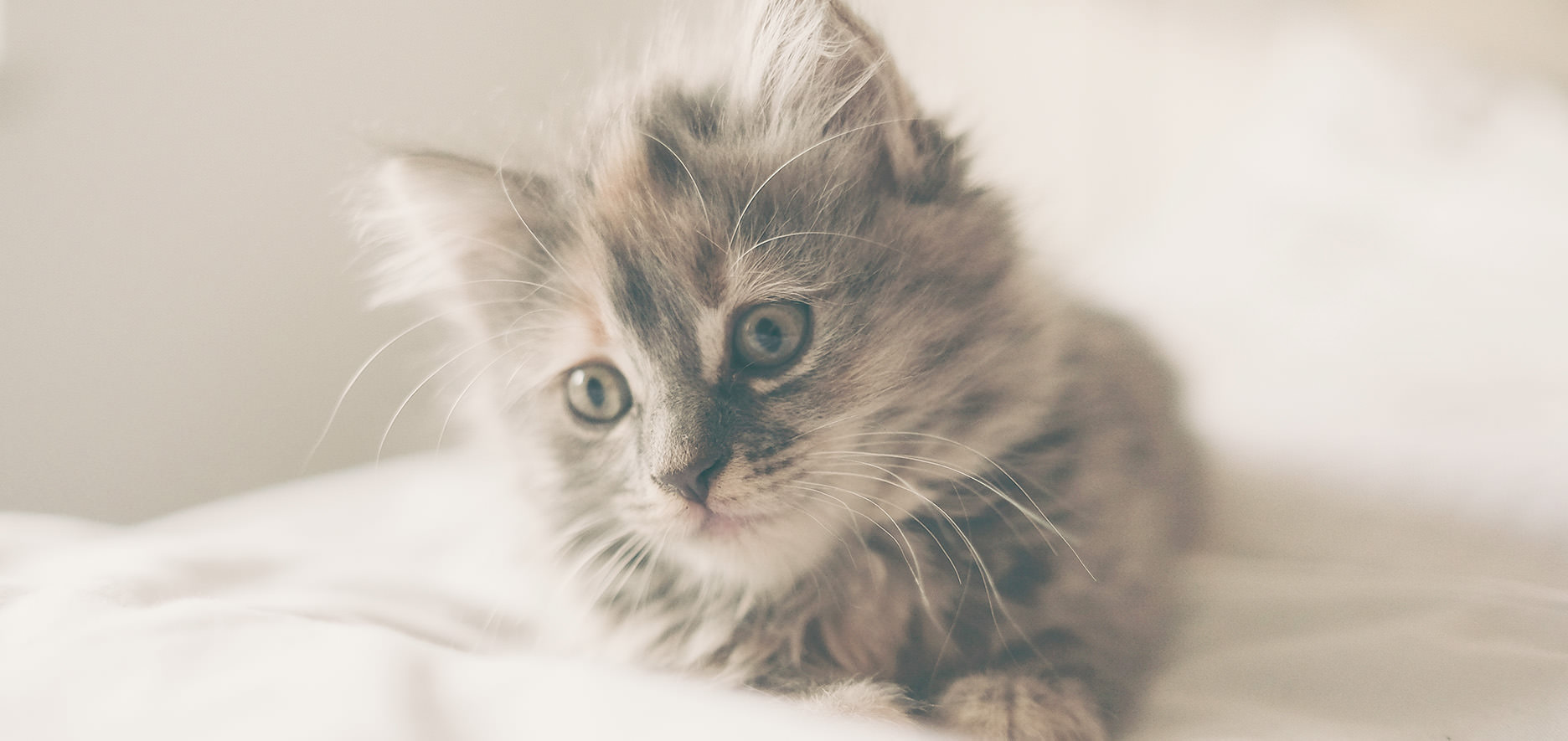 A Fluffy Kitten With Light And Dark Fur Lying On A White Surface, Looking To The Left.