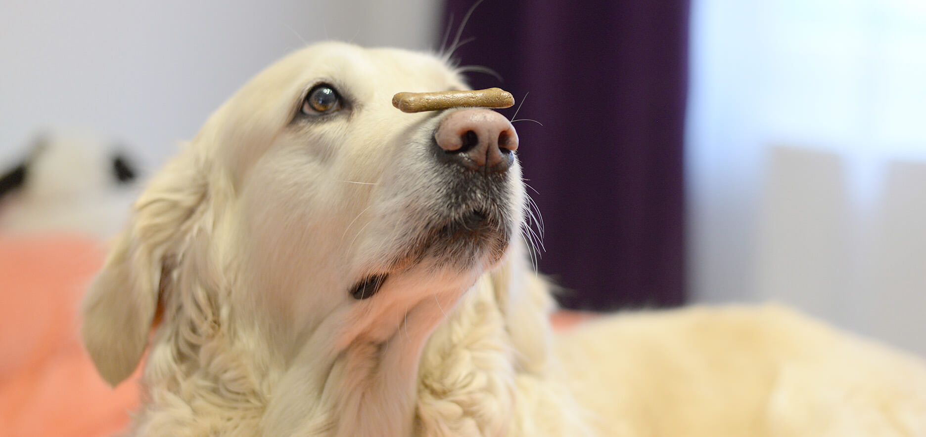 A Golden Retriever Balances A Treat On Its Nose, Looking Upwards In Anticipation.